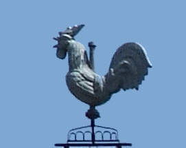 Le coq, photo M. Taland