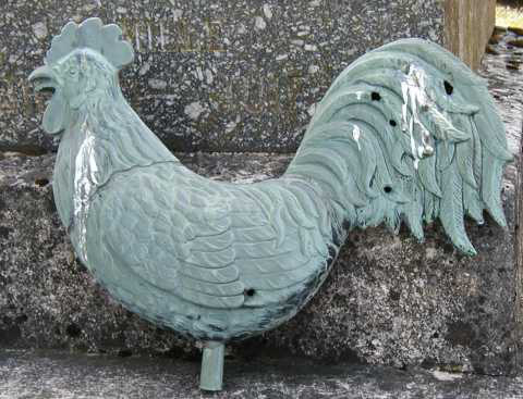 Le coq à  terre, photo D. Briot